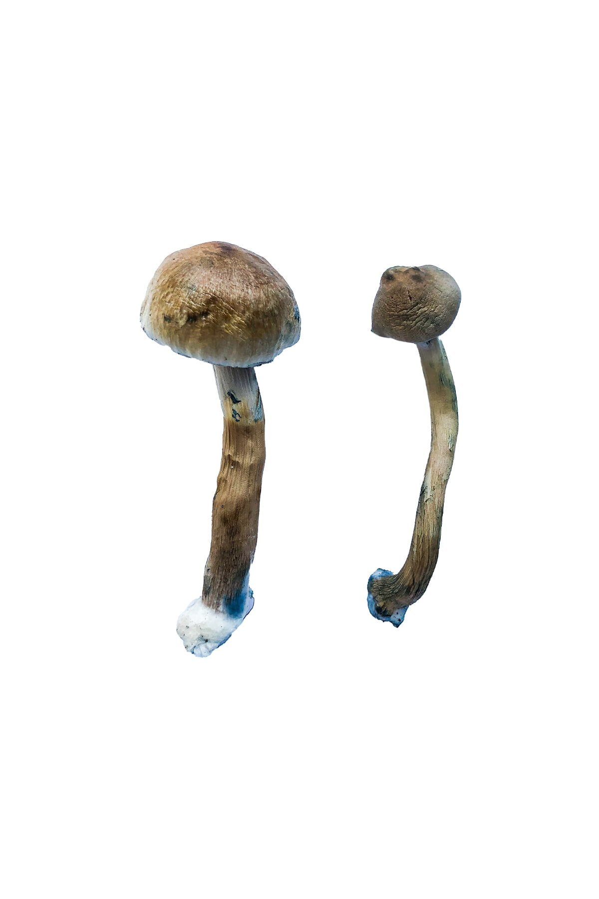 Golden Teacher Special Magic Mushrooms - Image 3