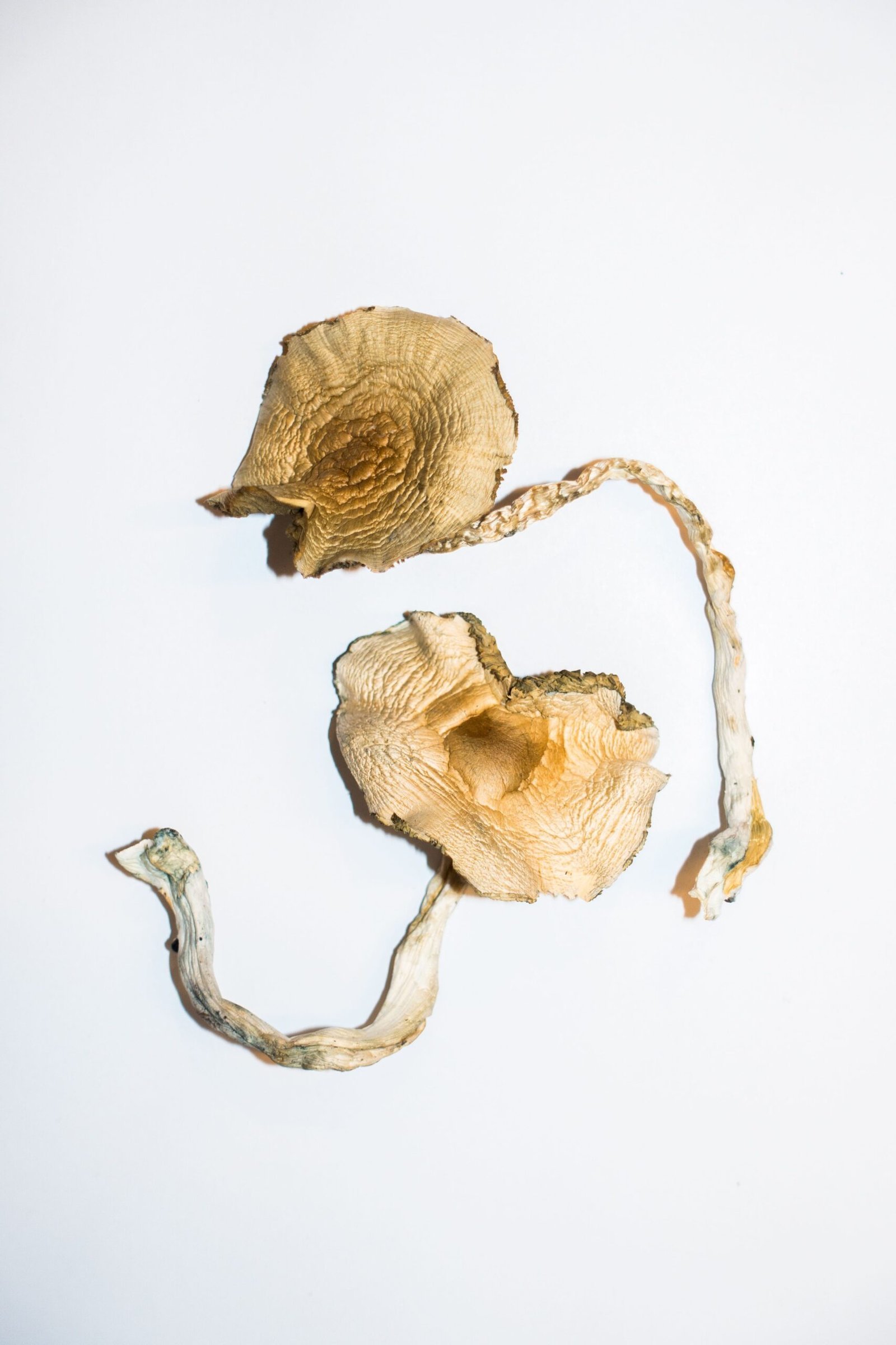 Golden Teachers Magic Mushrooms - Image 3