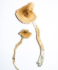 Alternative view of Golden Teachers Magic Mushrooms