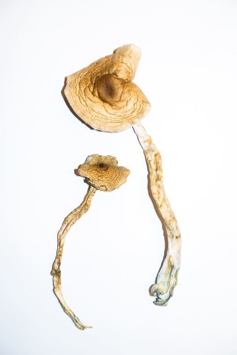 Golden Teachers Magic Mushrooms - Image 5