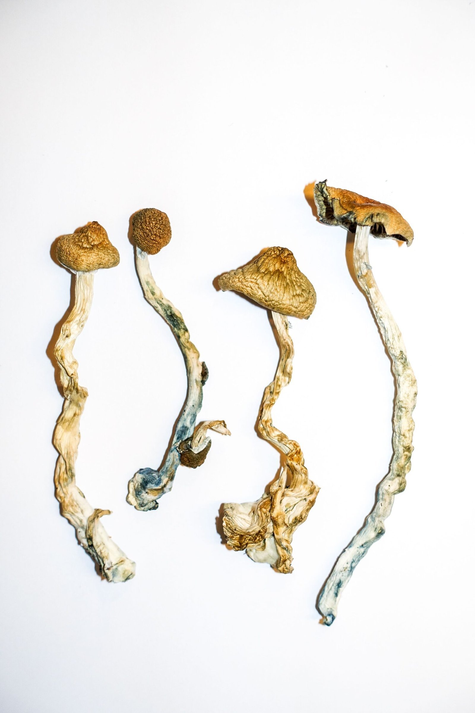 Golden Teachers Magic Mushrooms - Image 4