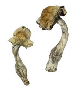 Gorlin Magic Mushrooms - Image 3