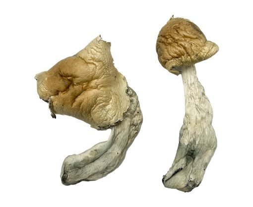 Gorlin Magic Mushrooms - Image 4