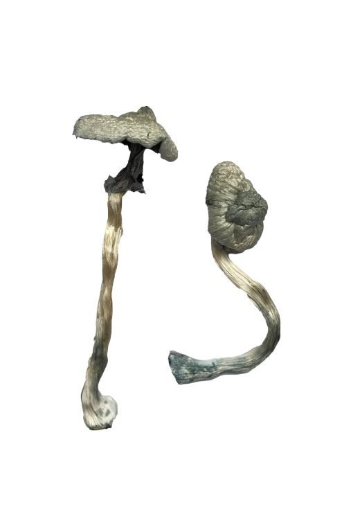 Great White Monster Magic Mushrooms - Image 3