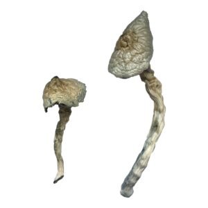 Alternative view of Great White Monster Magic Mushrooms