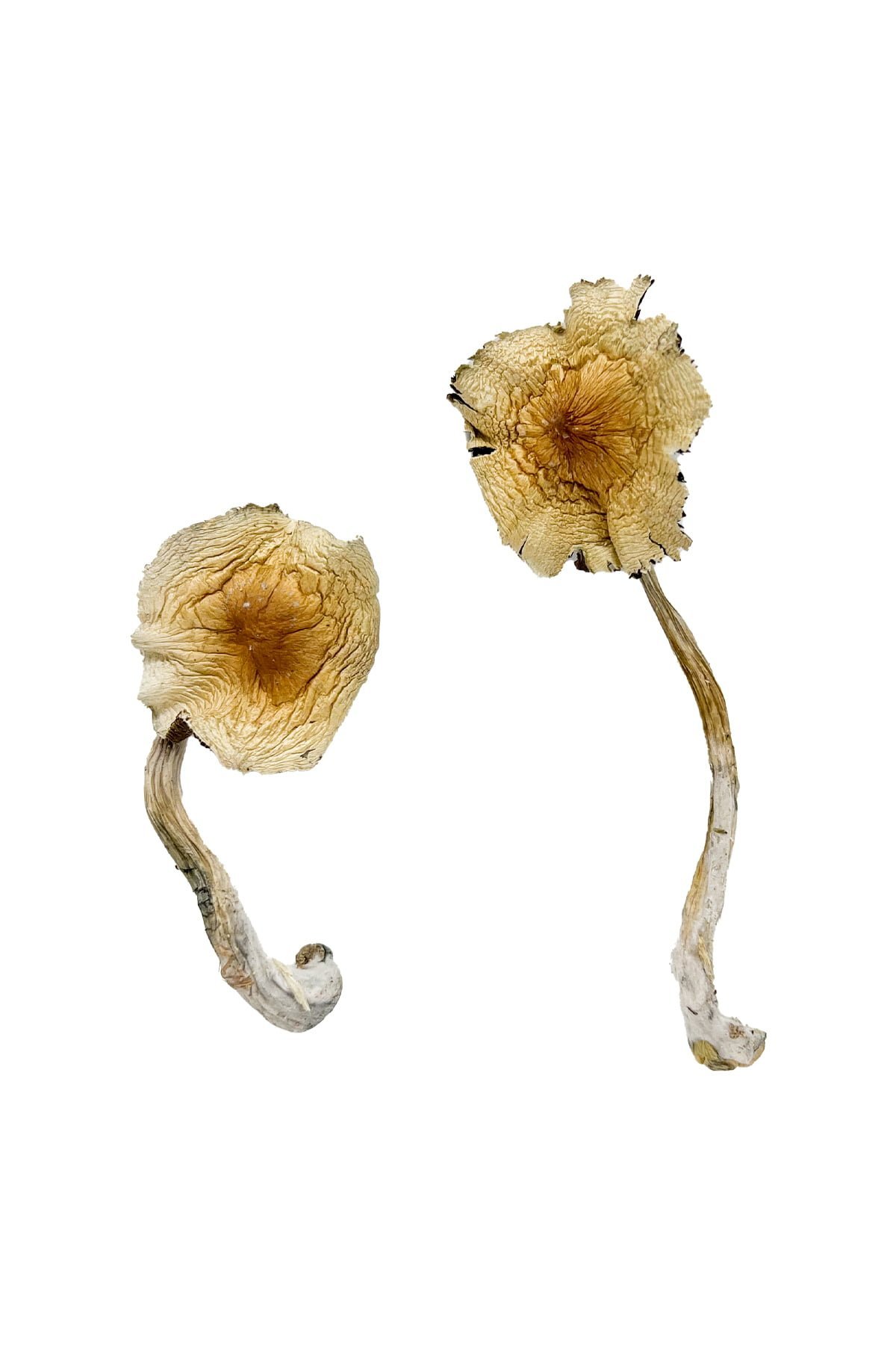 Guadalajara Mexico Magic Mushrooms - Image 3