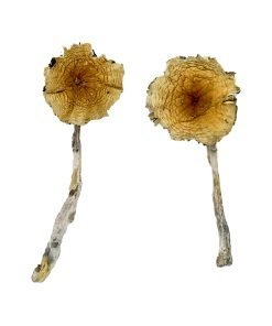 Guadalajara Mexico Magic Mushrooms - Image 4