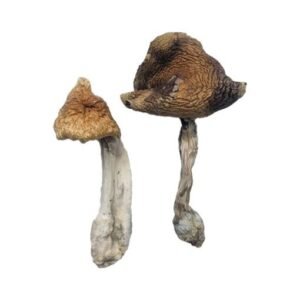 Alternative view of Hawaiian Magic Mushrooms
