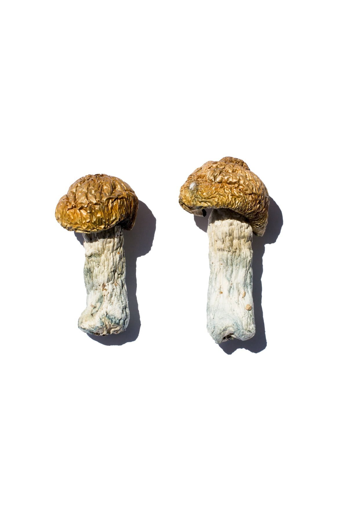 Hero Magic Mushrooms - Image 2