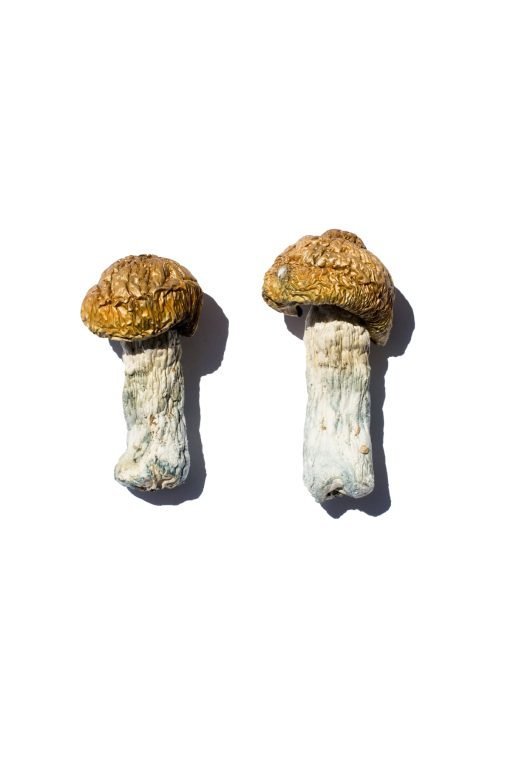 Hero Magic Mushrooms - Image 3