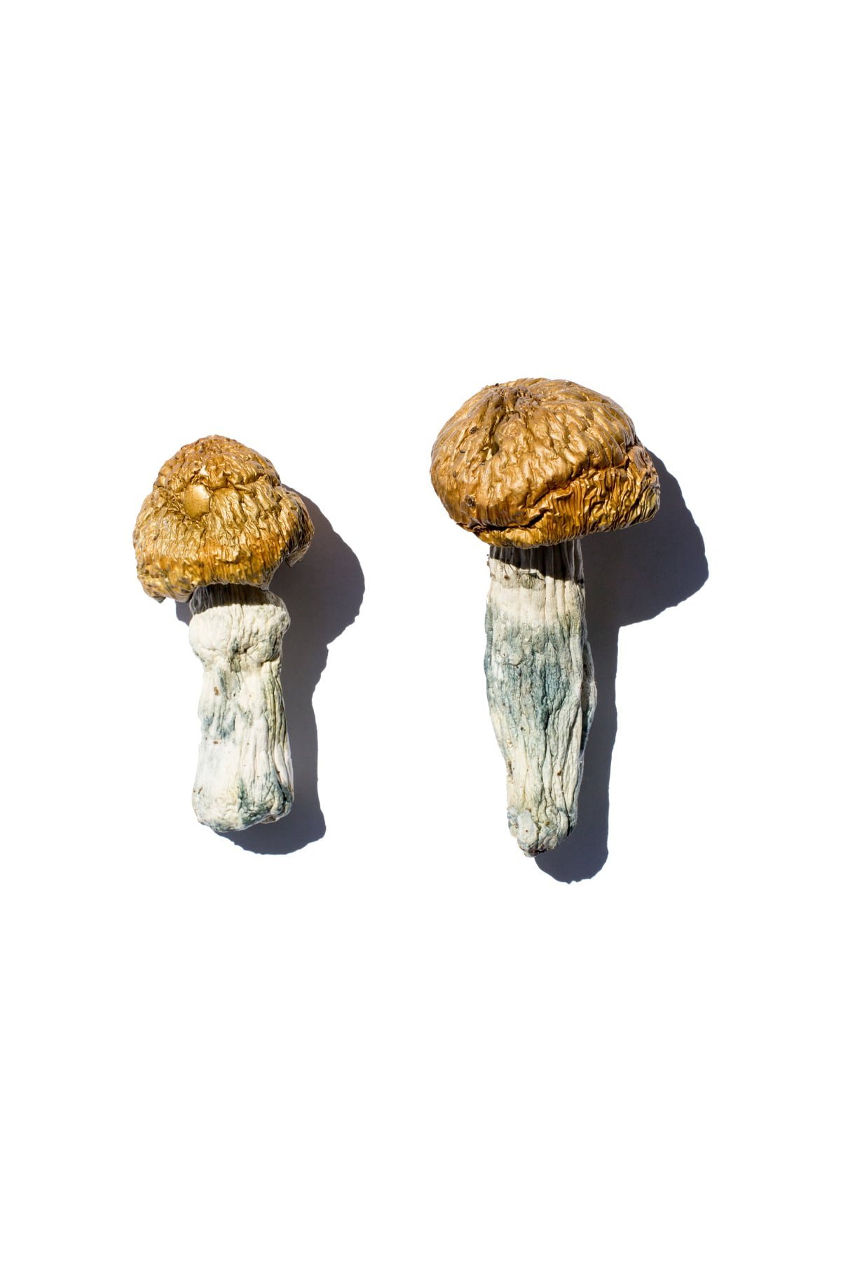 Hero Magic Mushrooms - Image 4