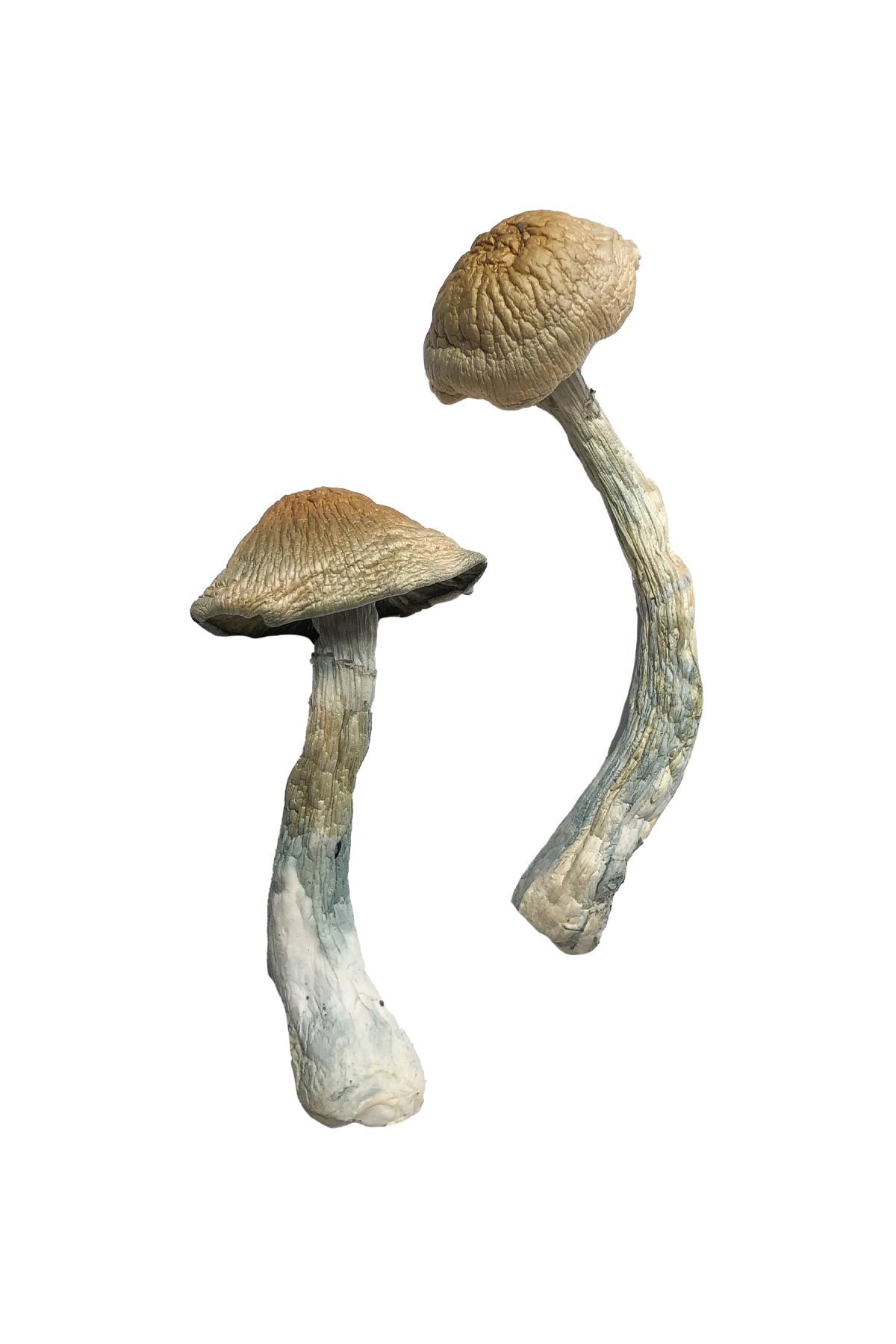 HillBilly Magic Mushrooms - Image 3