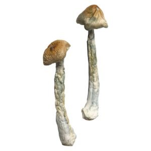 Alternative view of HillBilly Magic Mushrooms