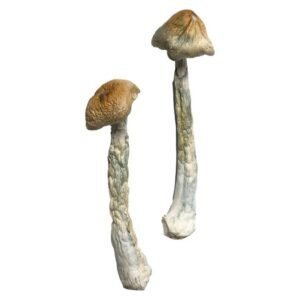 HillBilly Magic Mushrooms