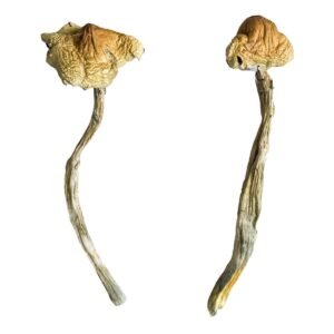 Alternative view of Huautla Magic Mushrooms