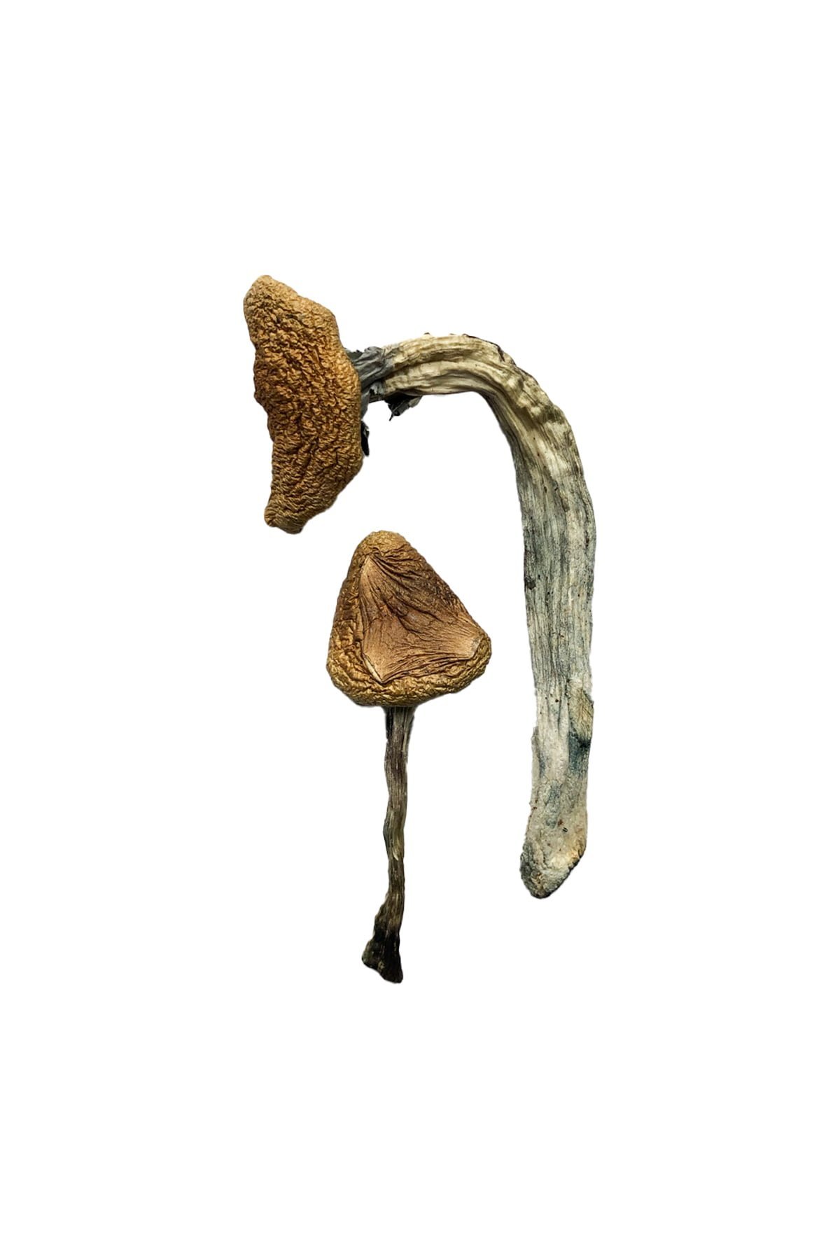 Jedi Mind Fuck Magic Mushrooms - Image 3