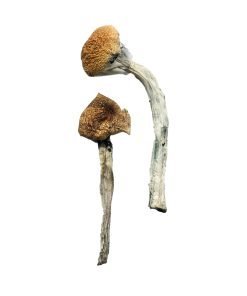 Jedi Mind Fuck Magic Mushrooms - Image 4