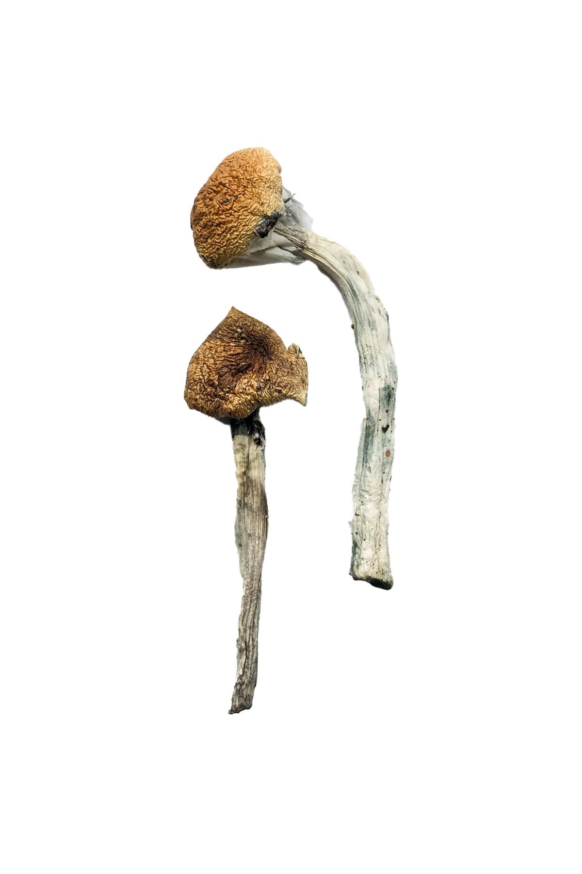 Jedi Mind Fuck Magic Mushrooms - Image 2
