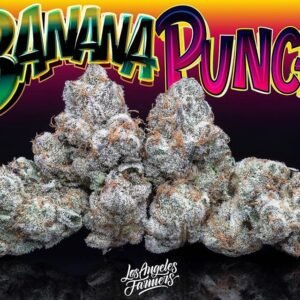 Buy Jungle Boys Banana Punch Online