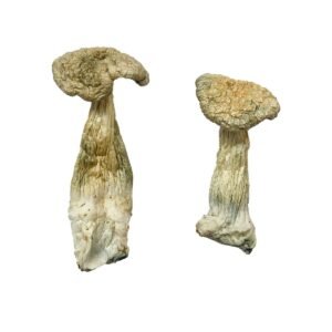 Alternative view of Leucistic Burma Magic Mushrooms