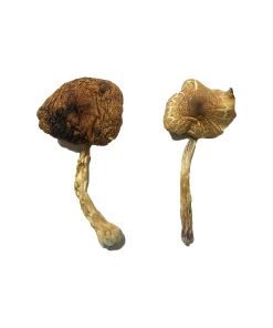 Lizard King Magic Mushrooms - Image 4