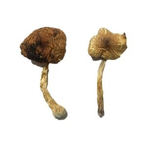Alternative view of Lizard King Magic Mushrooms