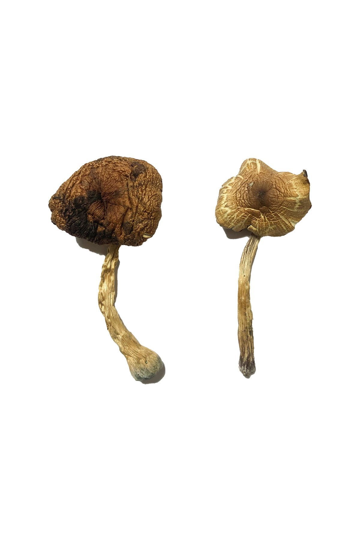 Lizard King Magic Mushrooms - Image 2