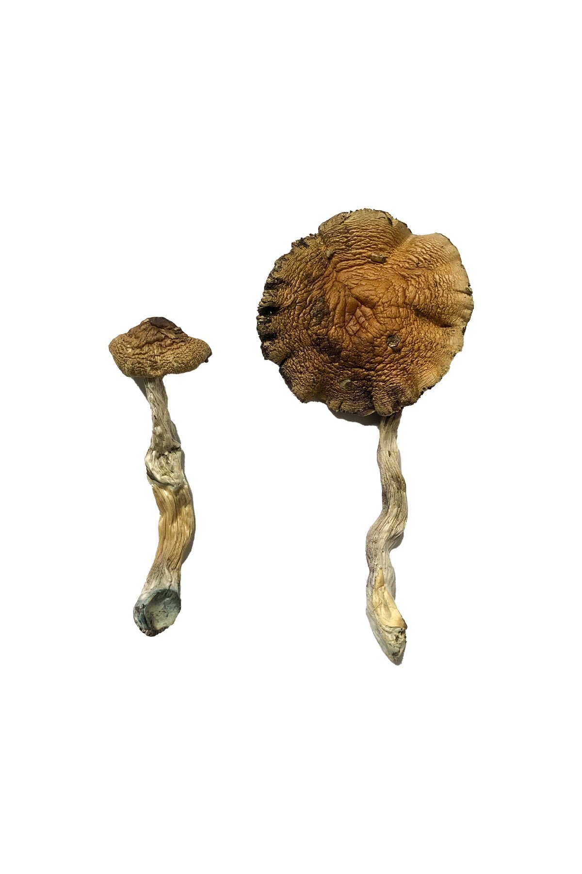 Lizard King Magic Mushrooms - Image 3