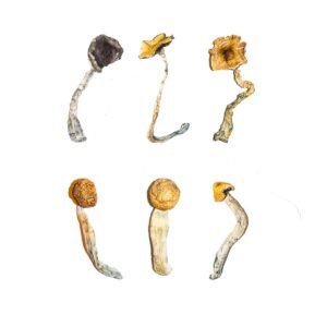 Alternative view of Magic Mushroom Sampler Kit / Tasting Menu