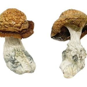 Makilla Gorilla Magic Mushrooms