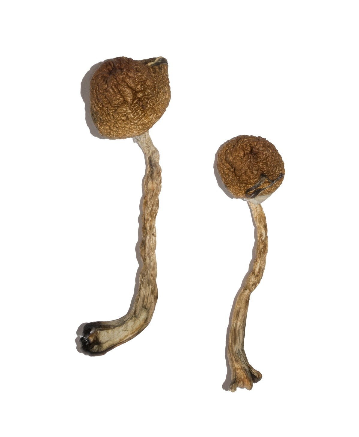 Malabar Magic Mushrooms - Image 4