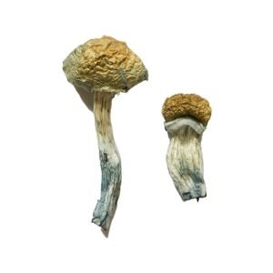 Alternative view of Mazatapec Magic Mushrooms