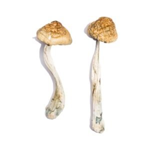 Alternative view of McKennaii Magic Mushrooms