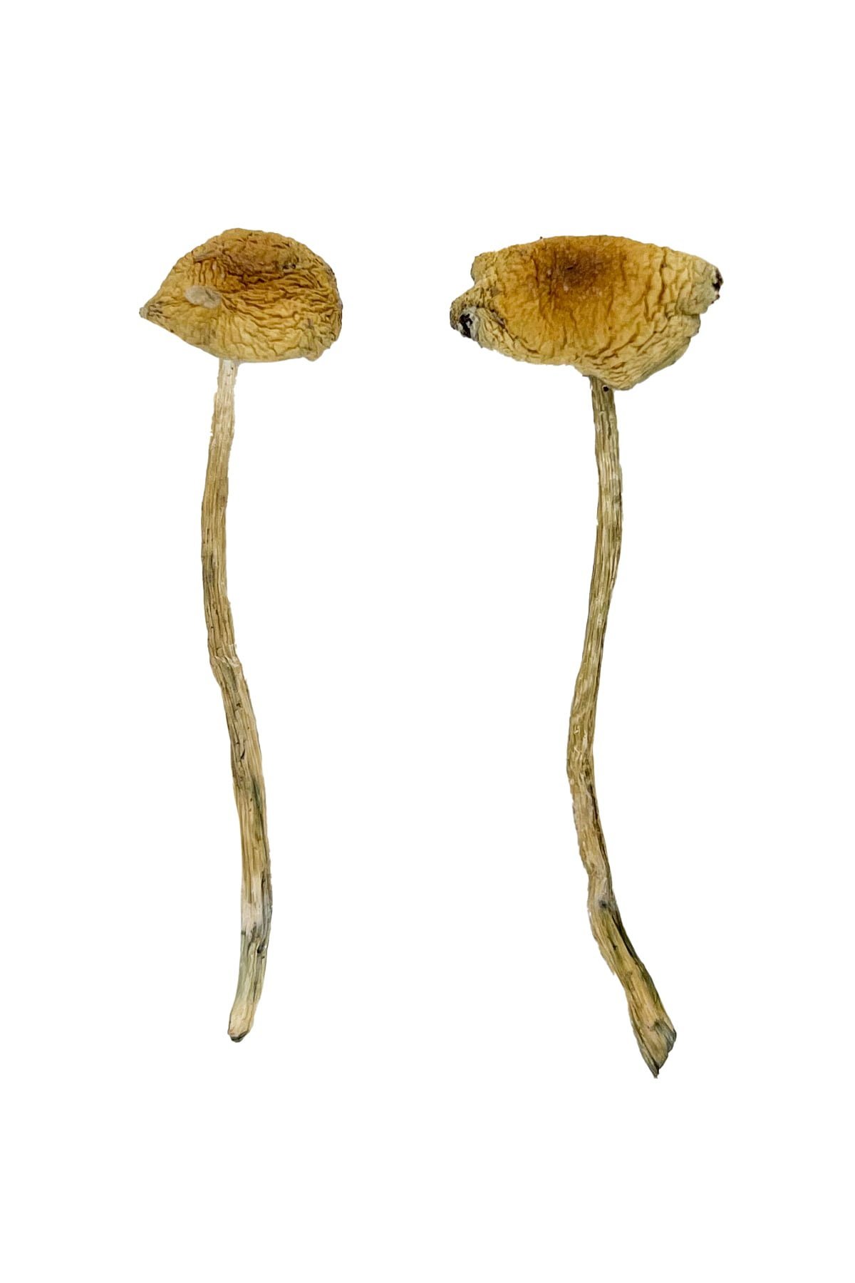 Nepal Chitwan Magic Mushrooms - Image 4