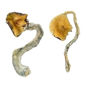 Alternative view of Panama Magic Mushrooms