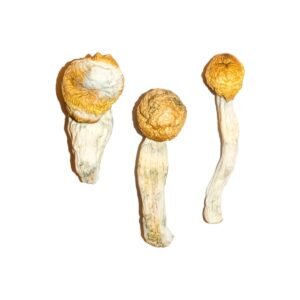 Alternative view of Penis Envy Magic Mushrooms