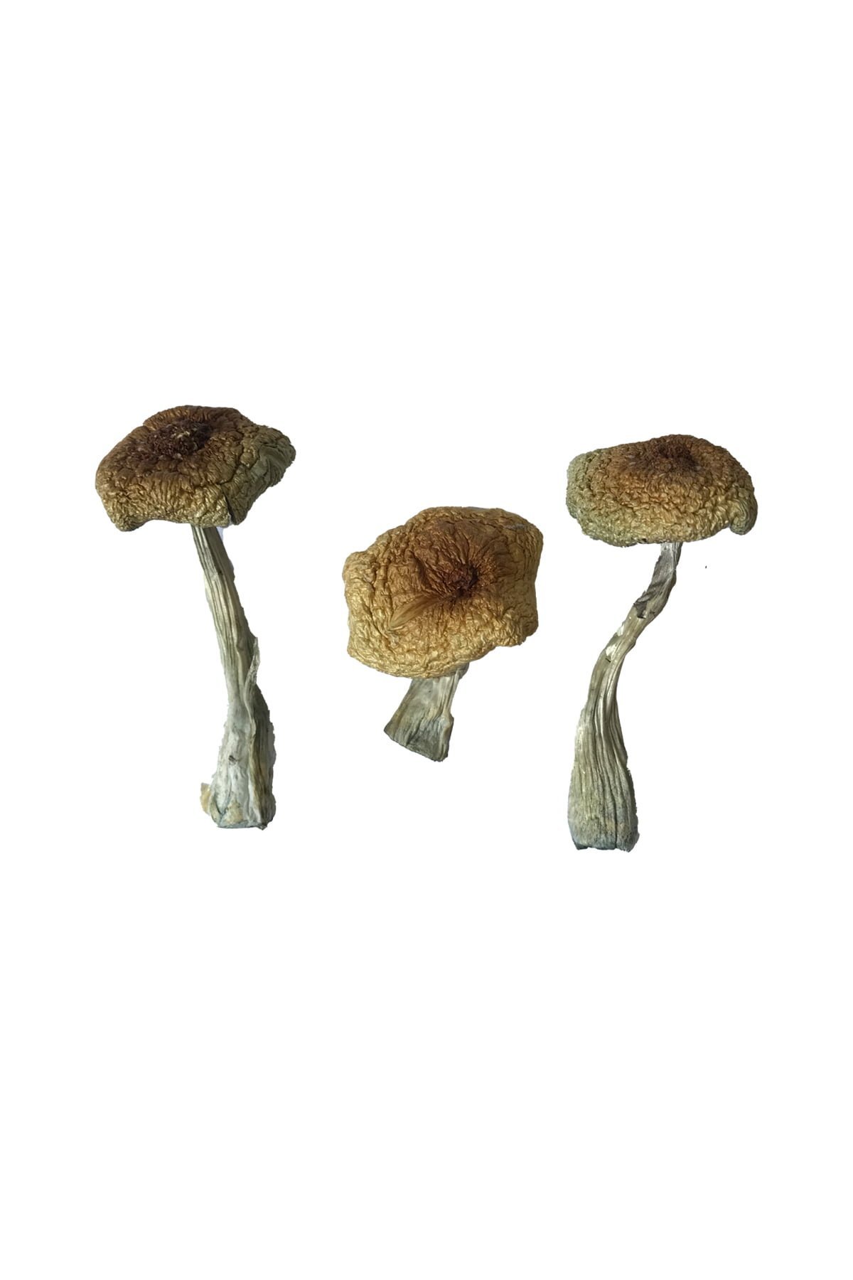 Psilocybe Aztecorum Magic Mushrooms - Image 4