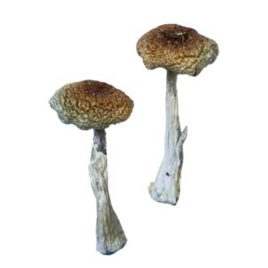 Alternative view of Psilocybe Aztecorum Magic Mushrooms