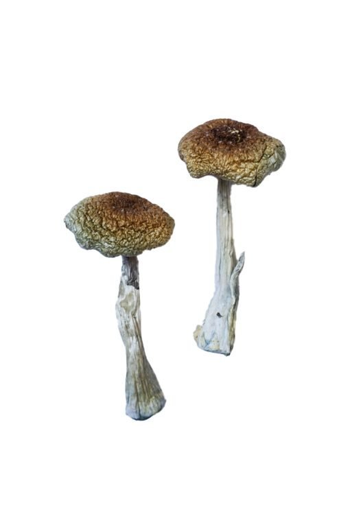 Psilocybe Aztecorum Magic Mushrooms - Image 3