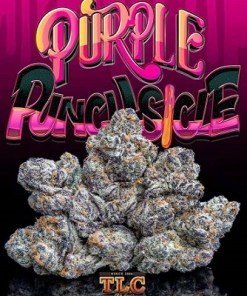 Buy jungle boys Purple Punchsicle online