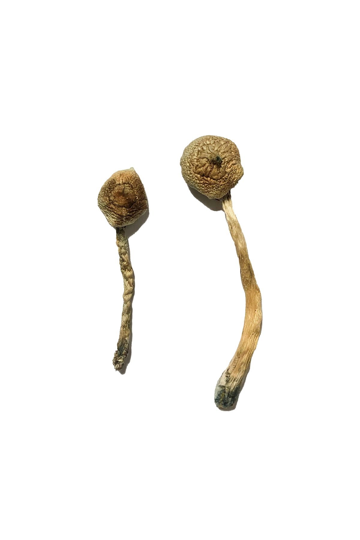 Rusty Whyte Magic Mushrooms - Image 2