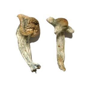 Alternative view of Shepherds Cut Penis Envy Magic Mushrooms