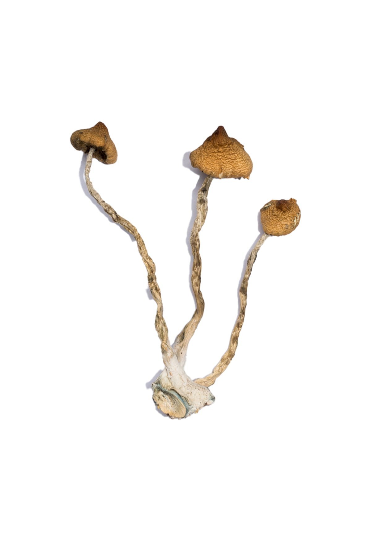 Syzygy Magic Mushrooms - Image 4
