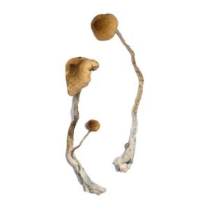 Syzygy Magic Mushrooms