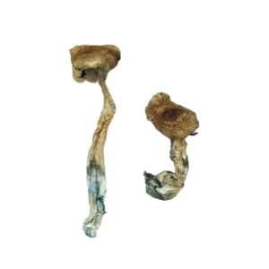 Alternative view of Texas Yellow Cap Magic Mushrooms