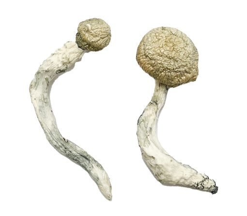 Thrasher Magic Mushrooms - Image 3