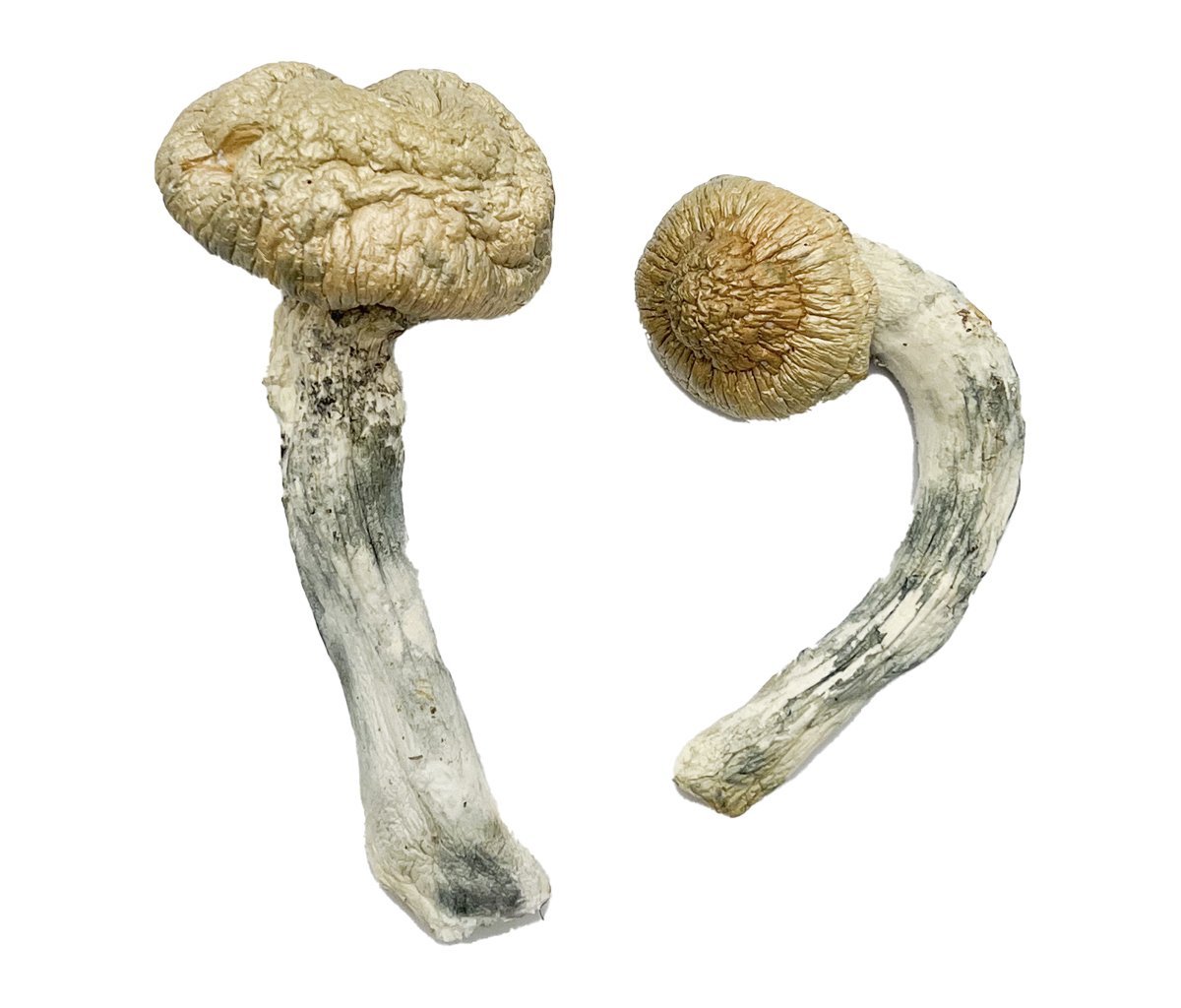 Thrasher Magic Mushrooms - Image 4