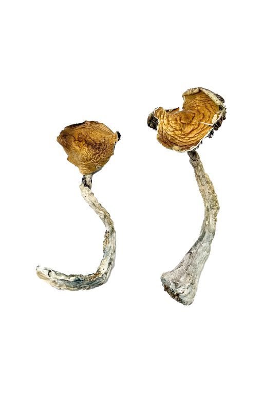 Tidal Wave Magic Mushrooms - Image 3