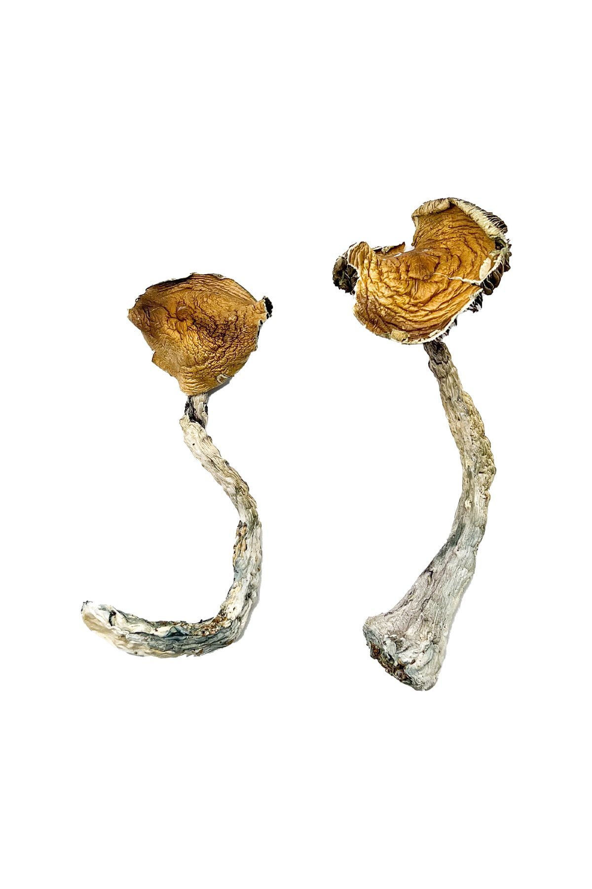 Tidal Wave Magic Mushrooms - Image 2