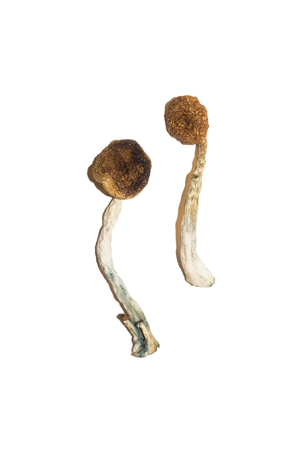 Treasure Coast Magic Mushrooms - Image 2